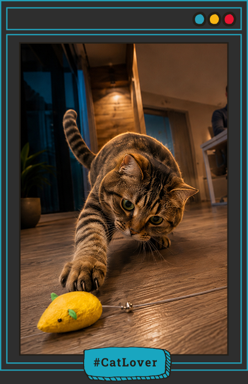 alimentación felina